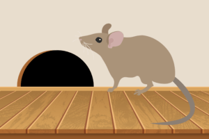 How to prevent rodent damage in your Alpharetta, GA home