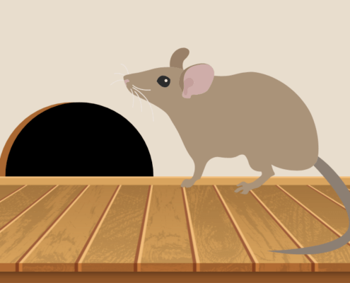 How to prevent rodent damage in your Alpharetta, GA home